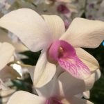 image-from-huawei-mate-9-08