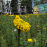 nokia-8-review-013
