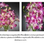 ภาพเปรียบเทียบกล้วยไม้