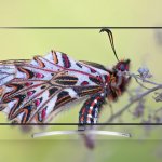 LG NanoCell TV (2)