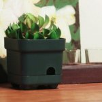 plant-hidden-camera-720×720