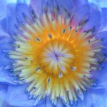 Galaxy A51 macro lens 11