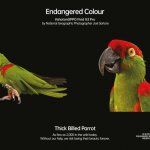 OPPO Endangered Colours (2)