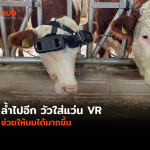 COW-VR-WEB