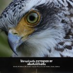 Lens Post (Frame 4)-TH