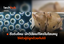 ดีจริงไหม นักวิจัยแก้ โครโมโซมหนู ให้ตัวผู้มีลูกด้วยกันได้ โครโมโซมหนู