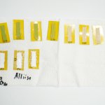 Garlic 5
