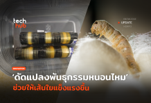 ดัดแปลงพันธุกรรมหนอนไหม