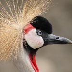 Photo – Canon RF75-300_7_0_0