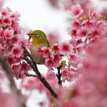 Photo – Canon RF75-300_8_0_0
