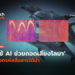 เข้าใจสัตว์ ใช้ AI ช่วยถอดเสียงโลมา ถอดรหัสสื่อสารใต้น้ำ-44