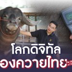 Banner เจ้าทุย
