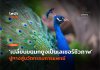 เลเซอร์ชีวภาพ