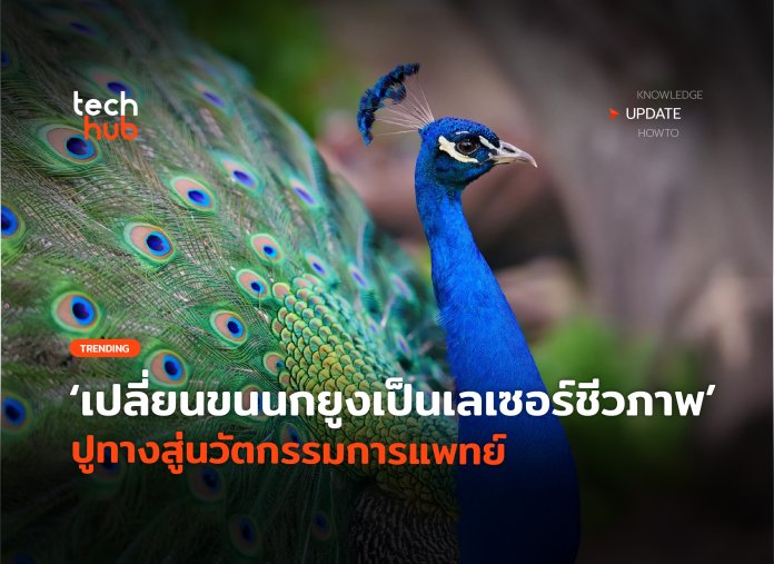 เลเซอร์ชีวภาพ