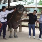 เจ้าทุย1