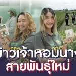 ข้าวสายพันธุ์ใหม่