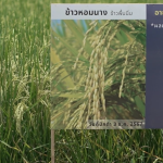 ข้าวเจ้าหอมนางสายพันธุ์ใหม่2