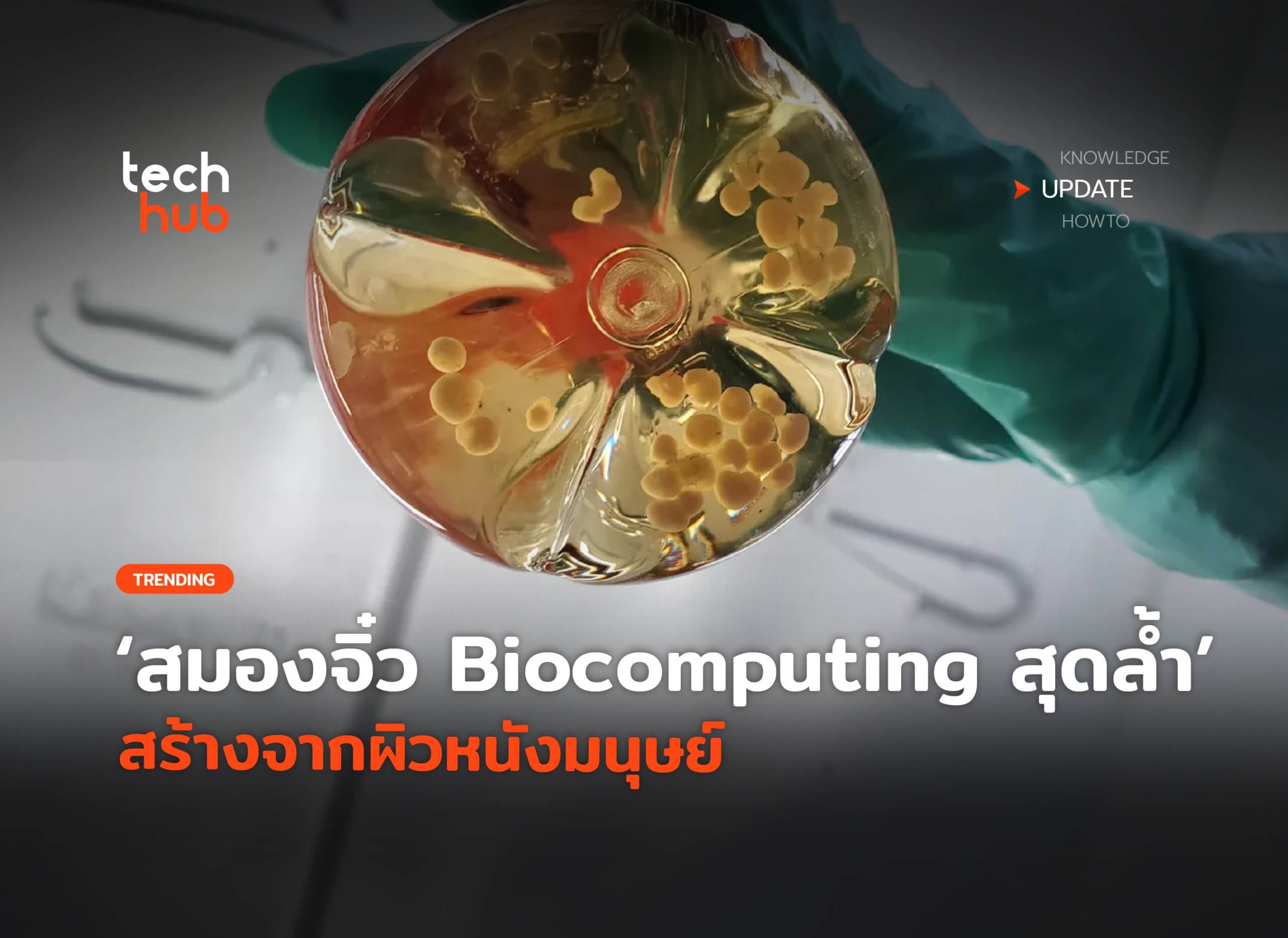 สมองจิ๋ว Biocomputing สุดล้ำ สร้างจากผิวหนังมนุษย์