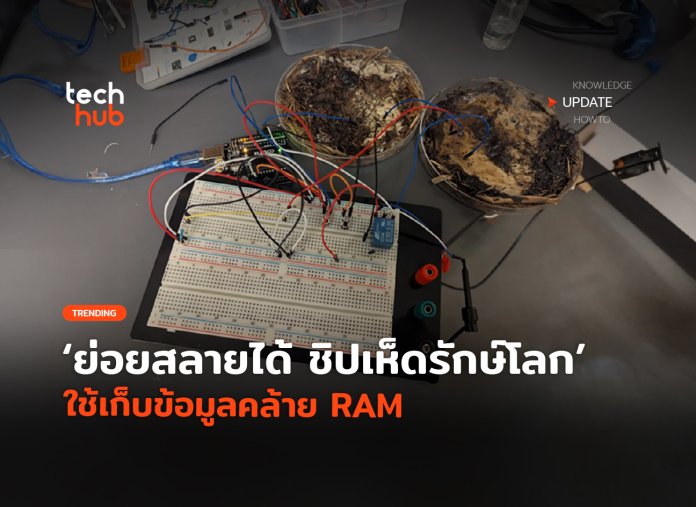 ย่อยสลายได้ ชิปเห็ดรักษ์โลก ใช้เก็บข้อมูลคล้าย RAM -02 ชิปเห็ด