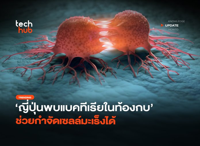 แบคทีเรียในท้องกบ