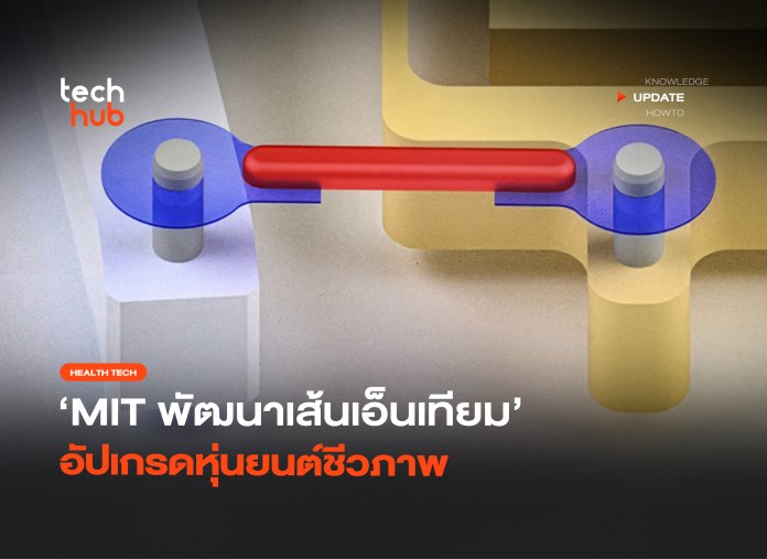 ทรงพลังขึ้น 30 เท่า MIT พัฒนาเส้นเอ็นเทียม อัปเกรดหุ่นยนต์ชีวภาพ-22 เส้นเอ็นเทียม