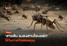 สายลับ แมลงสาบไซบอร์ก ใช้ในภารกิจสอดแนม