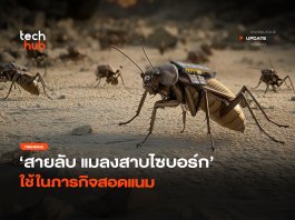 สายลับ แมลงสาบไซบอร์ก ใช้ในภารกิจสอดแนม