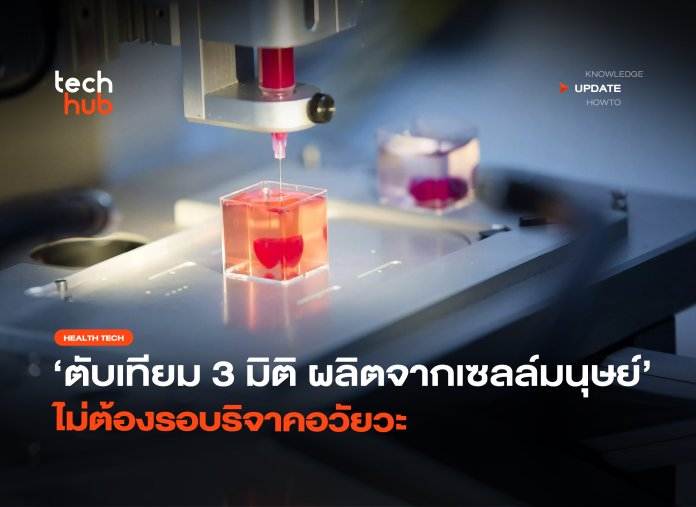 ตับเทียม 3 มิติ