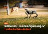 ไม่ใช่ของเล่น จีนเปิดตัวหุ่นยนต์สุนัข ทางเลือกใหม่ให้คนรักสัตว์