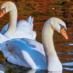 HUAWEI Mate X7_5 Telephoto