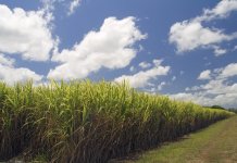 3 สมาคมโรงงานน้ำตาลทราย ชงรัฐเร่งดัน E20 เป็นเชื้อเพลิงหลัก ลดวิกฤตนำเข้าน้ำมัน – ฝ่าพลังงานผันผวน