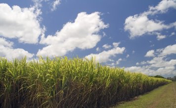 3 สมาคมโรงงานน้ำตาลทราย ชงรัฐเร่งดัน E20 เป็นเชื้อเพลิงหลัก ลดวิกฤตนำเข้าน้ำมัน – ฝ่าพลังงานผันผวน