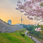 The,Sunset,At,Namsan,Park,And,Namsan,Tower,In,Spring