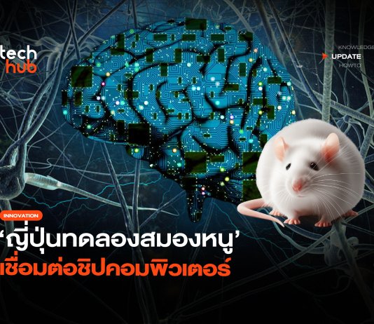 คุยกับเครื่องจักร ญี่ปุ่นทดลองสมองหนู เชื่อมต่อชิปคอมพิวเตอร์