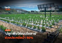 ปลูกพืชใต้แผงโซลาร์