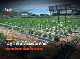 ปลูกพืชใต้แผงโซลาร์