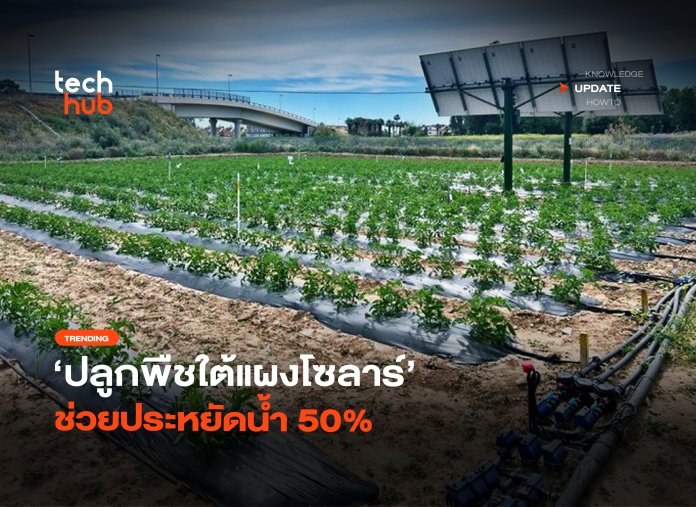 ปลูกพืชใต้แผงโซลาร์