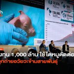 ลงทุน 1,000 ล้าน ใช้ไตหมูตัดต่อยีน ปลูกถ่ายอวัยวะข้ามสายพันธุ์ -10