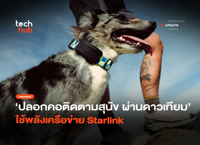 ดาวเทียมช่วยส่อง ปลอกคอติดตามสุนัข ใช้พลังเครือข่าย Starlink-12