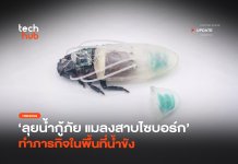 ลุยน้ำกู้ภัย แมลงสาบไซบอร์ก ทำภารกิจในพื้นที่น้ำขัง แมลงสาบไซบอร์ก