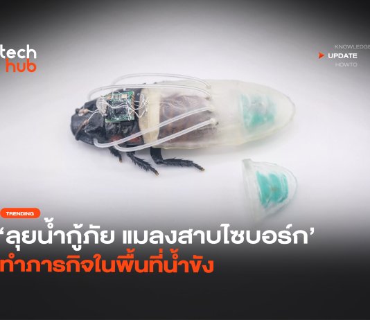 ลุยน้ำกู้ภัย แมลงสาบไซบอร์ก ทำภารกิจในพื้นที่น้ำขัง แมลงสาบไซบอร์ก