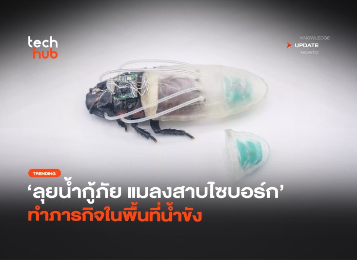 ลุยน้ำกู้ภัย แมลงสาบไซบอร์ก ทำภารกิจในพื้นที่น้ำขัง-04 แมลงสาบไซบอร์ก