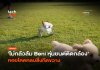 ไม่กลัวล้ม หุ่นยนต์ Beni สายลุย ติดกล้อง คอยโดดหลบสิ่งกีดขวาง หุ่นยนต์ Beni