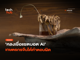 หลงเชื่อแชตบอต AI เกษตรกรจีนได้คำตอบผิด ทำพืชผล 25 ไร่ ตายเกลี้ยง หลงเชื่อแชตบอต