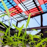 Agrivoltaics-NECTEC Pilot plant (1)