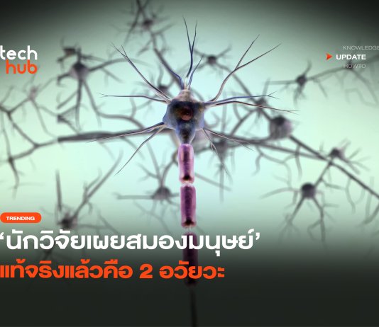 สแตนฟอร์ดเผย สมองมนุษย์ 2 มีอวัยวะ จุดเปลี่ยนรักษาโรคระบบประสาท สมองมนุษย์ 2 มีอวัยวะ